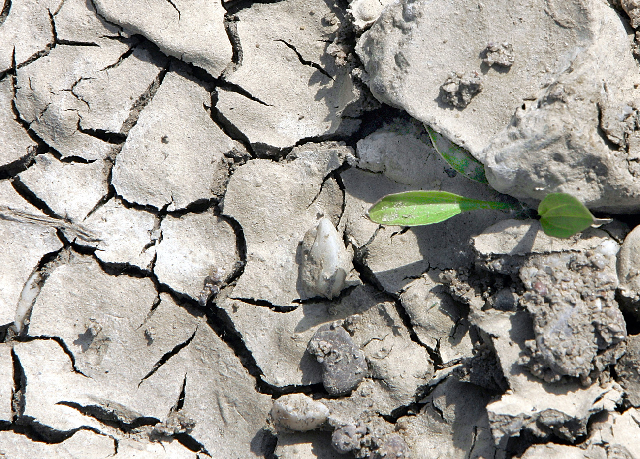 Plante poussant dans de la boue séchée