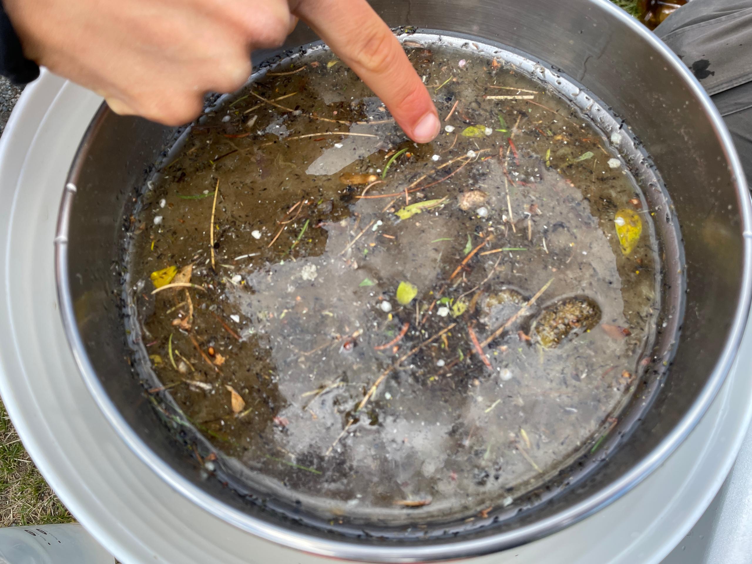 acqua con piante e sedimenti in un contenitore