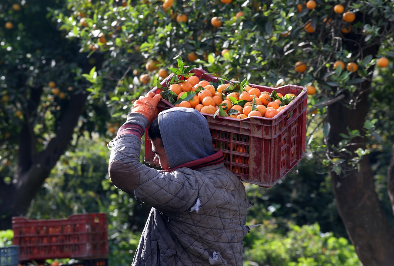 Bracianti agricoli nordafricani durante la raccolta