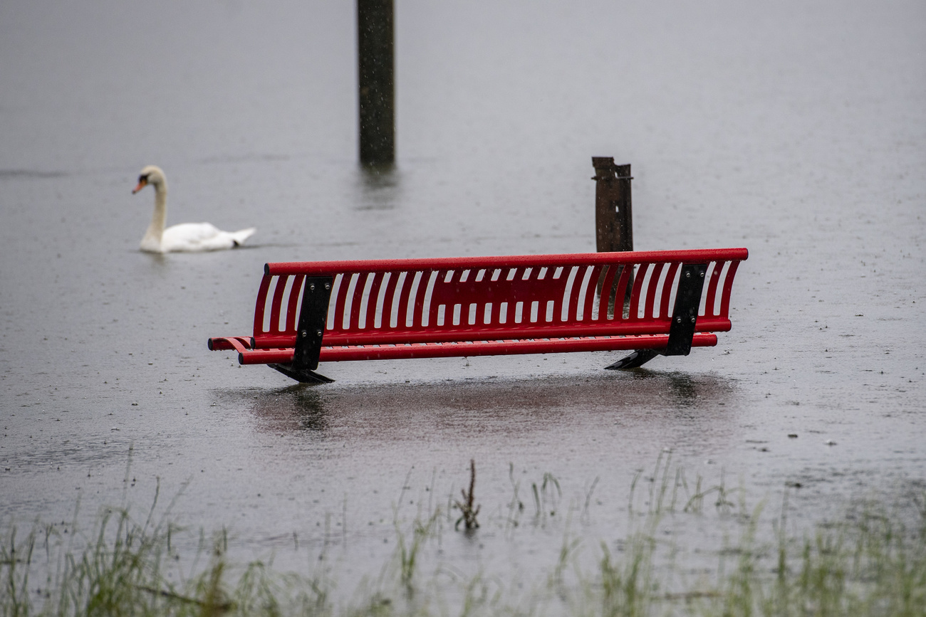 Cygne qui nage devant un banc