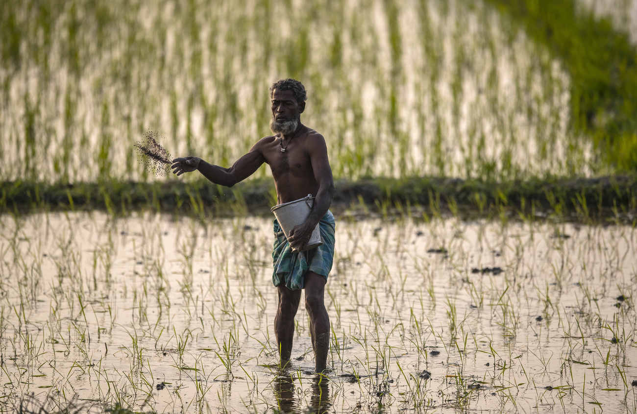 Planteur de riz en inde