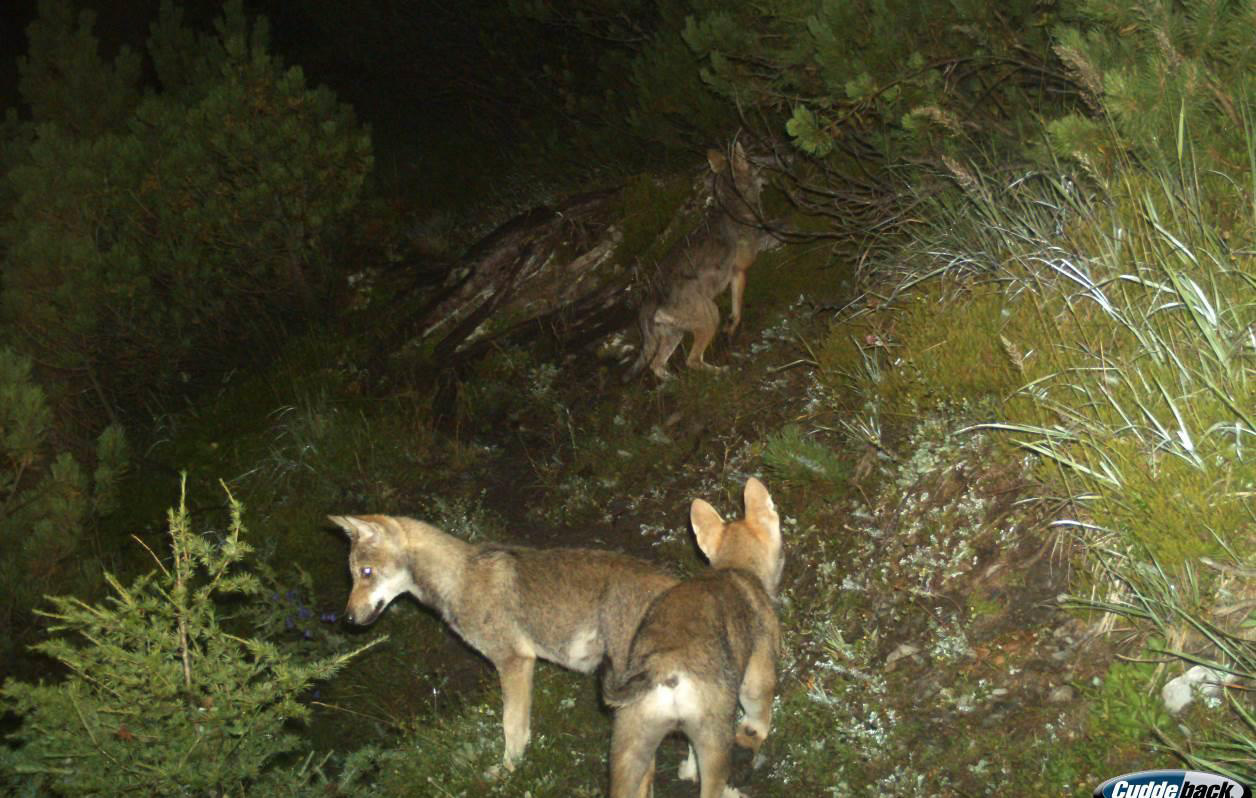 tre lupacchiotti in um bosco di notte