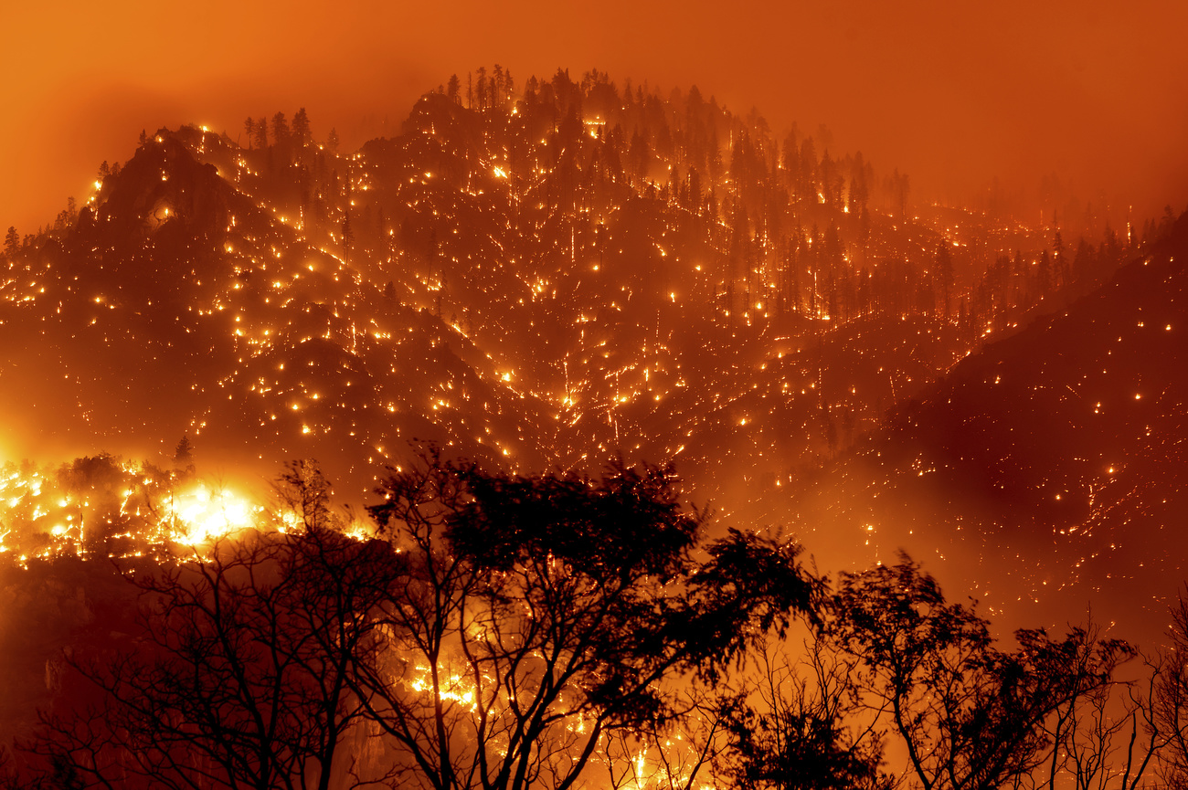 Feuersbrunst in einem kalifornischen Wald