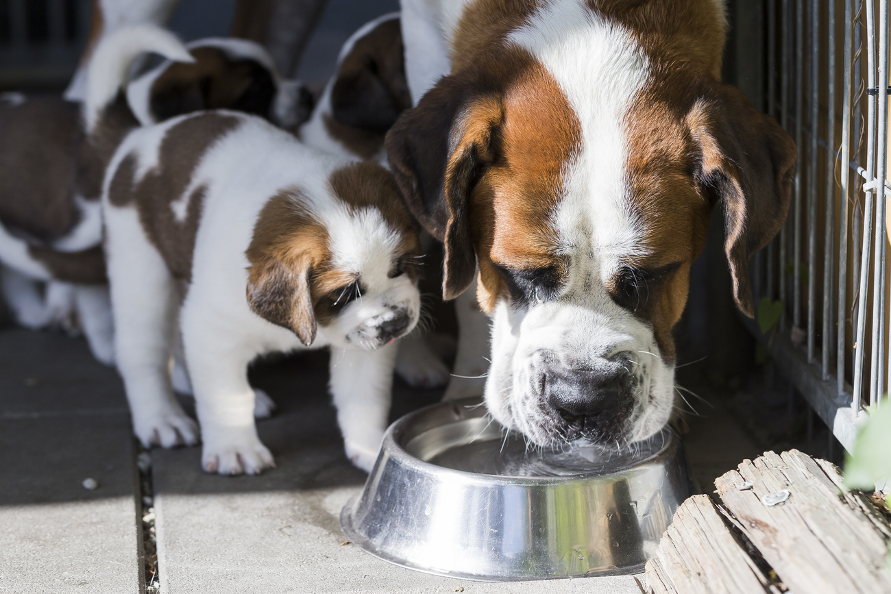 Famigliola di cani a Martigny.