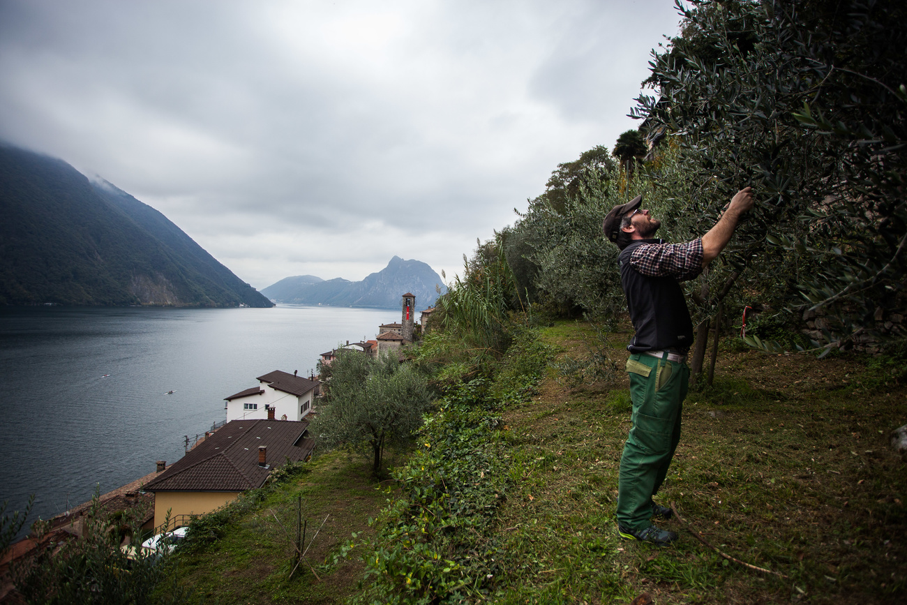 Piante di ulivi sopra Gandria.