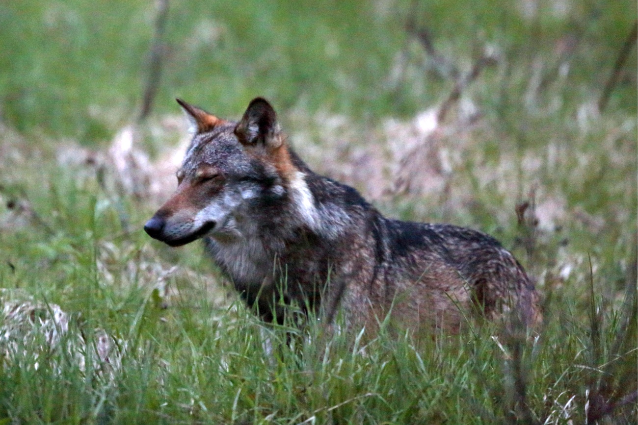 Swiss cantons cleared to cull wolf packs - SWI swissinfo.ch