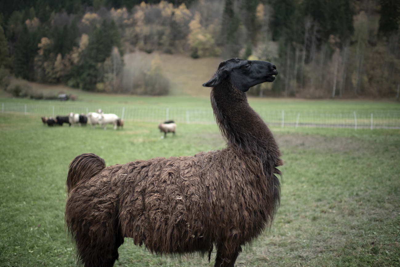 lama di colore nero