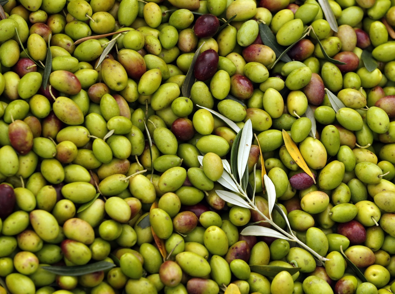 olive fresche