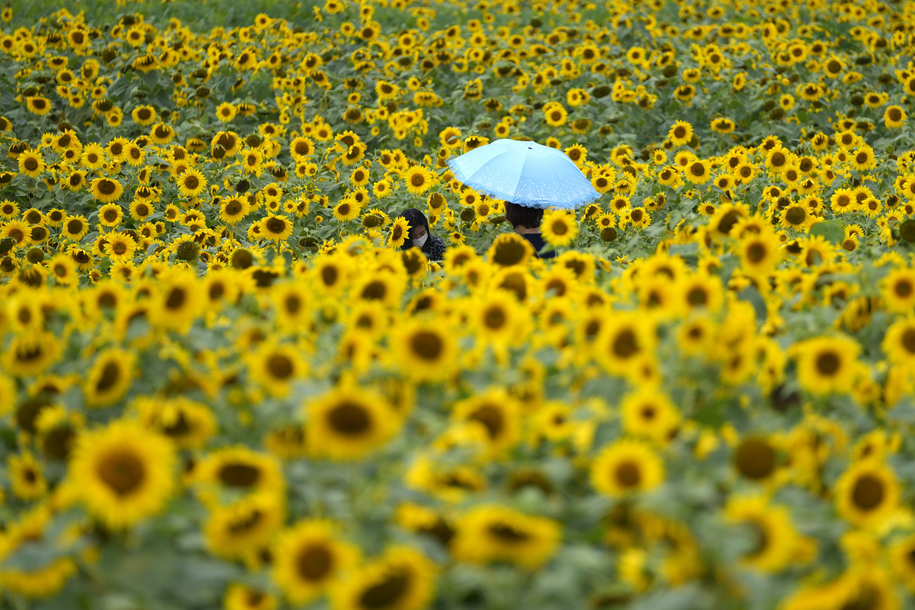 Sonnenblumen