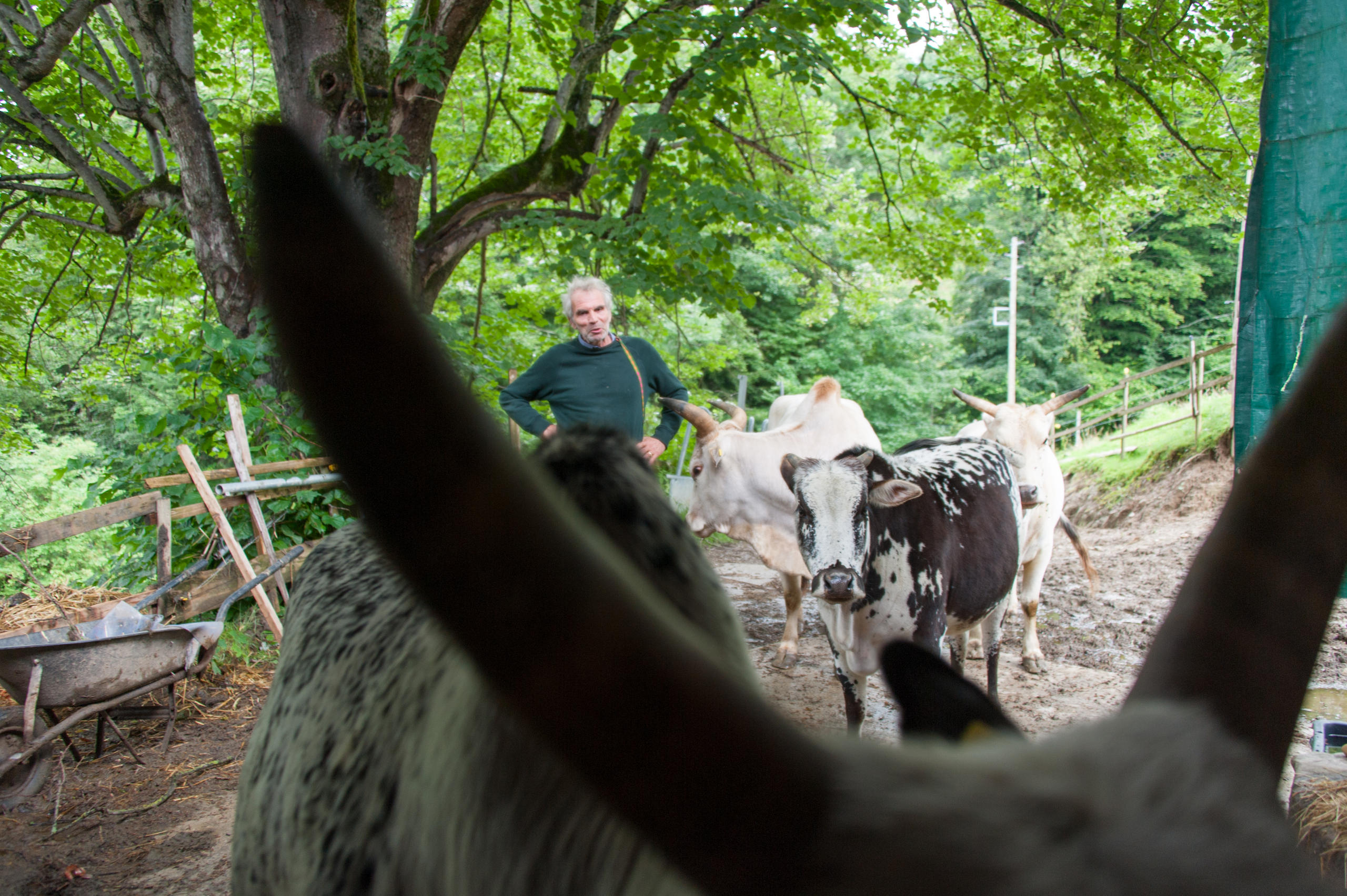 Thomas Brunschwig with cows