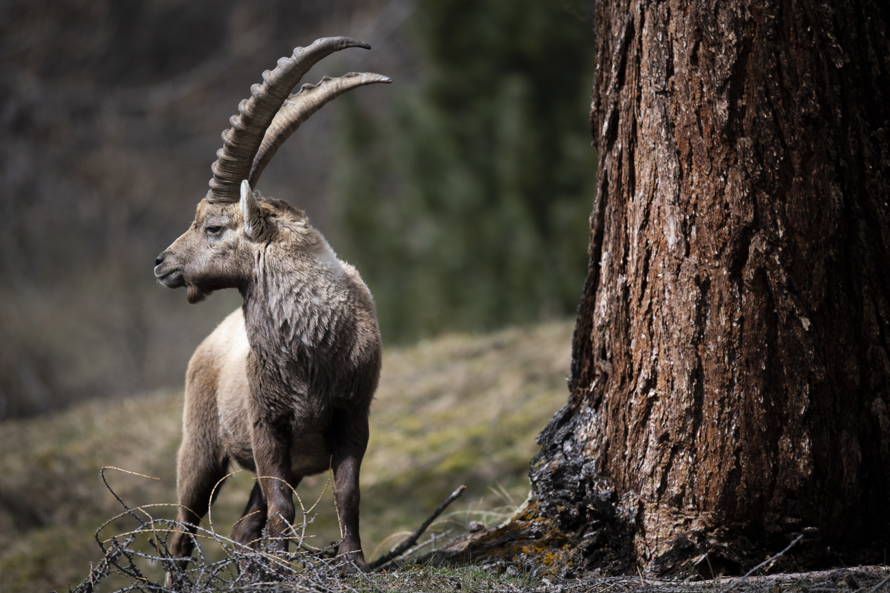 Ibex
