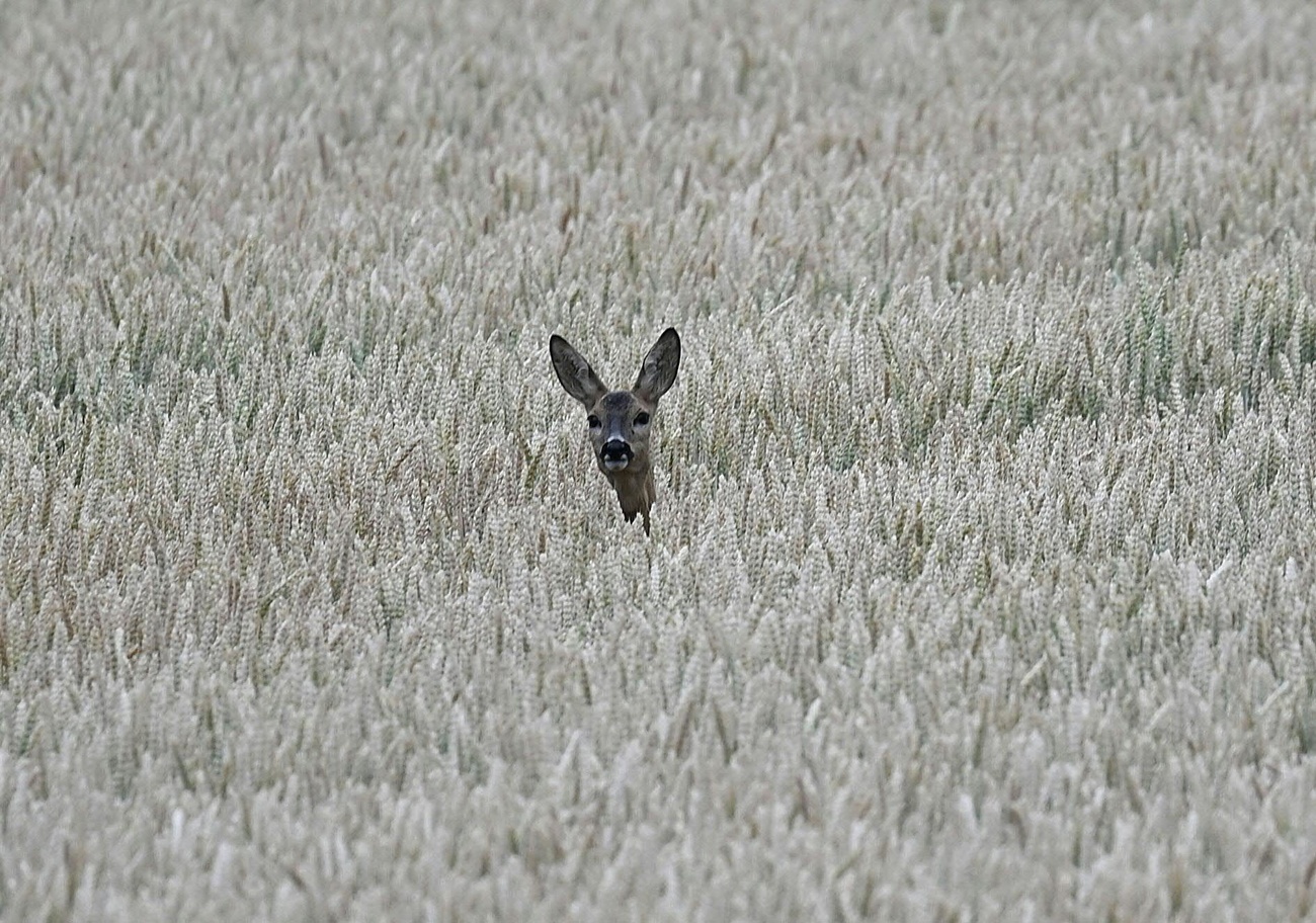 Ungulato in un campo