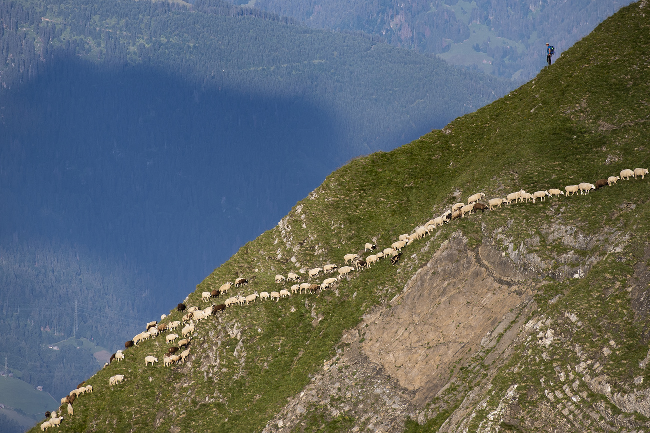 Sheep on a mountain
