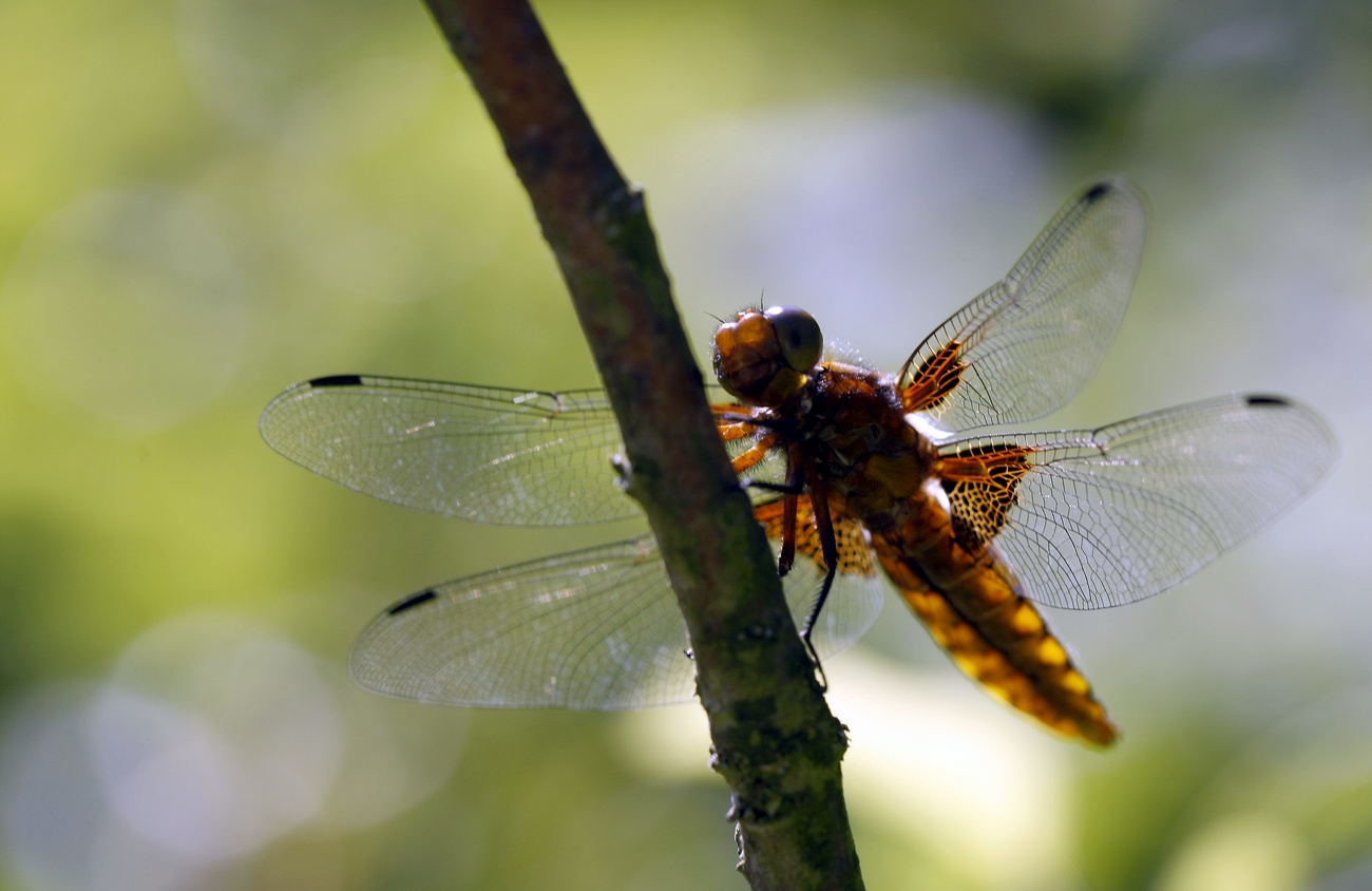 Libellule