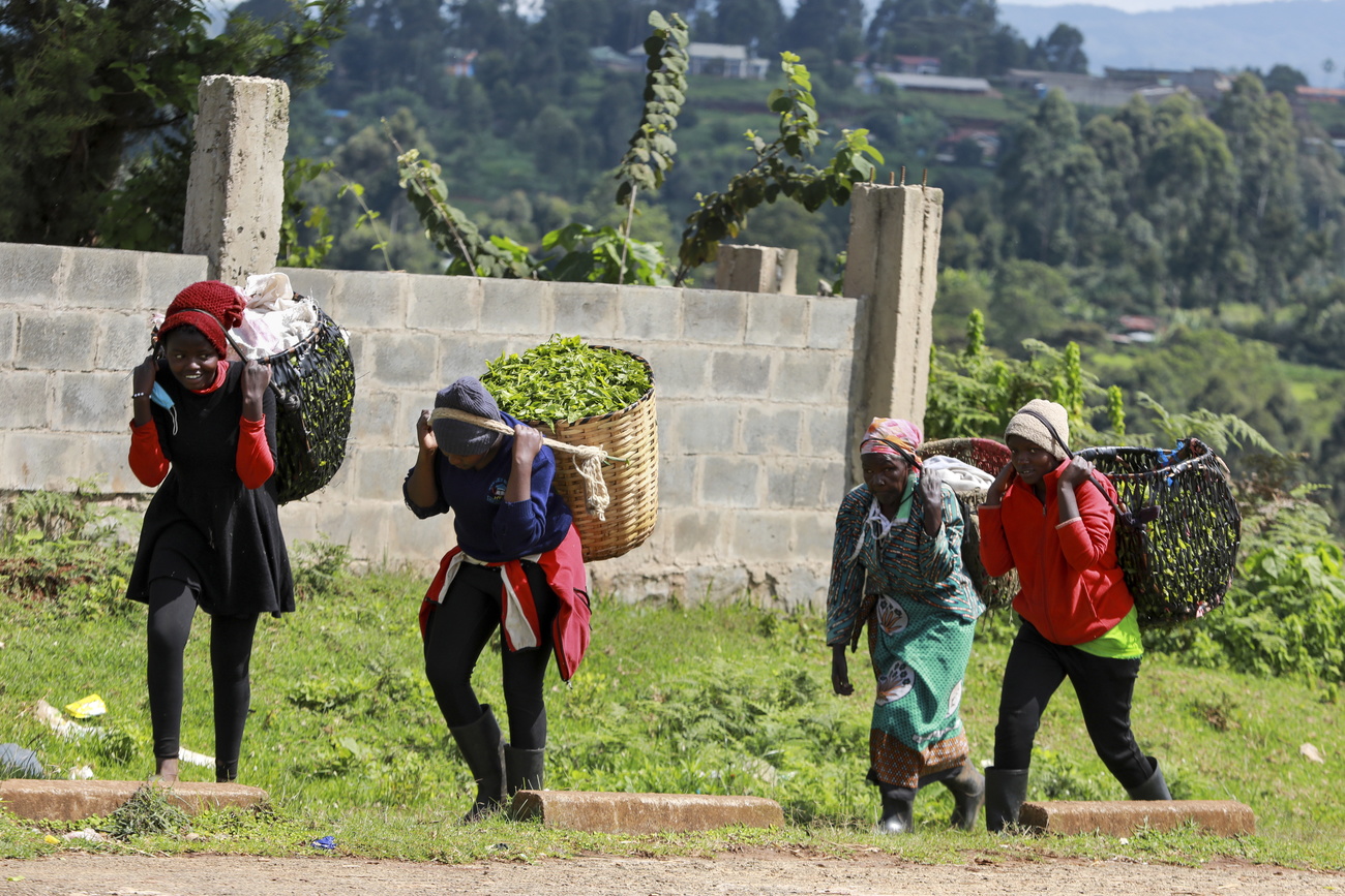 Porteuses de thé dans une plantation en Afrique
