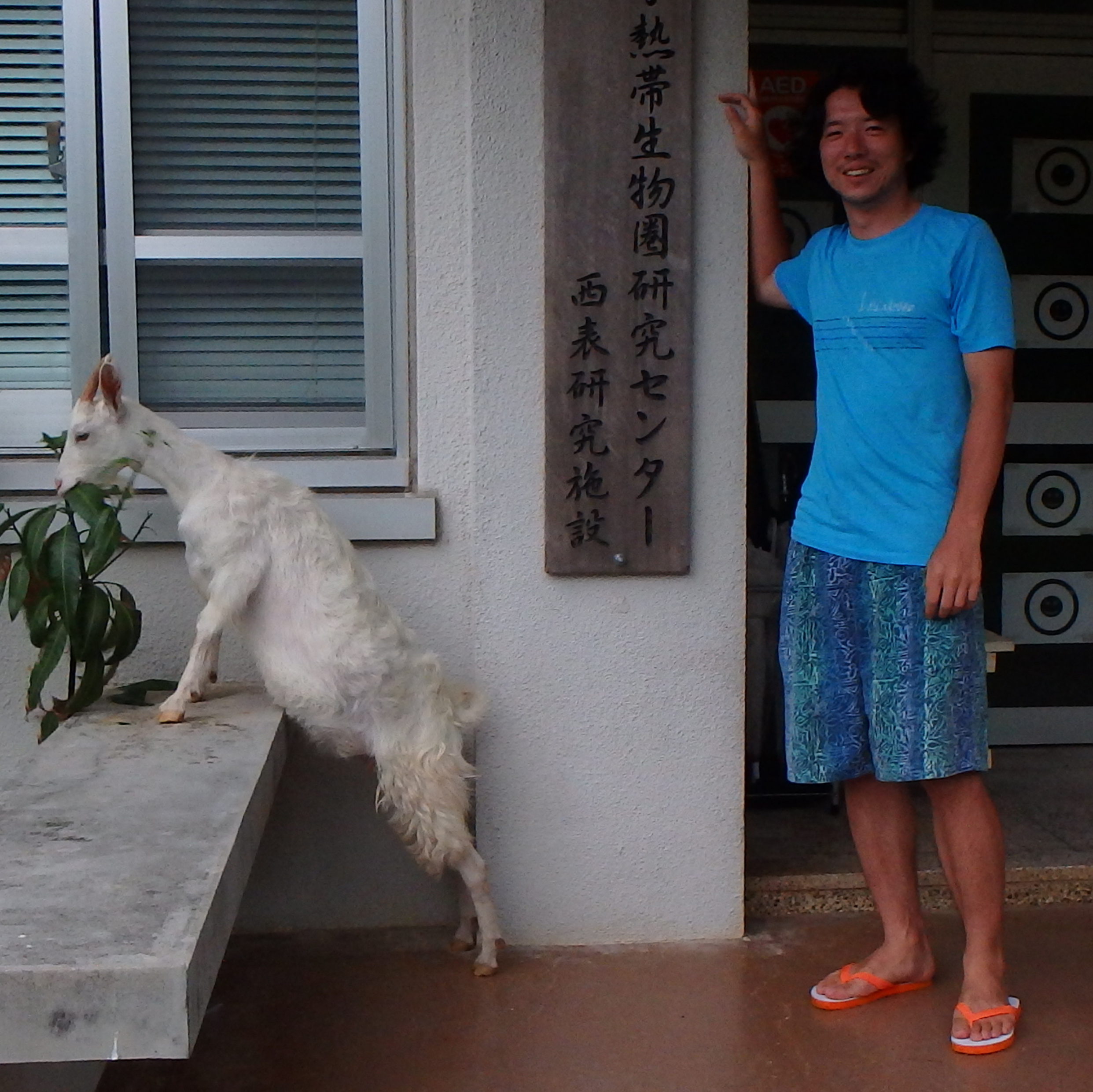 Homme japonais avec une chèvre