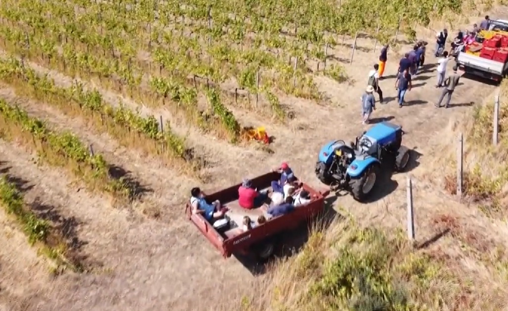 persone tra le vigne