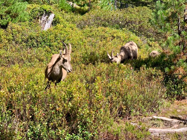 Young ibex in forest clearing
