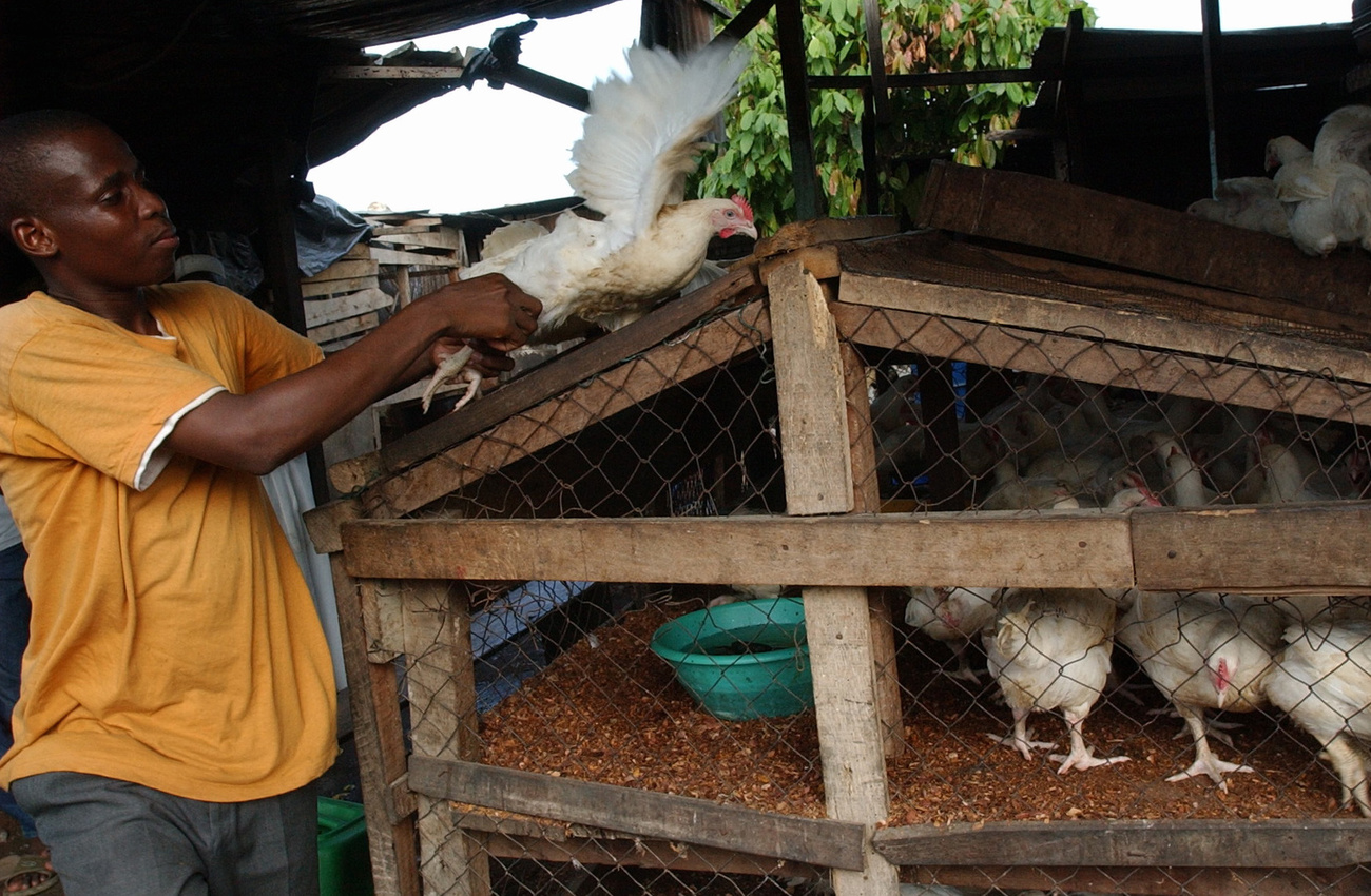幾乎無力競爭：象牙海岸阿必尚的當地雞農。