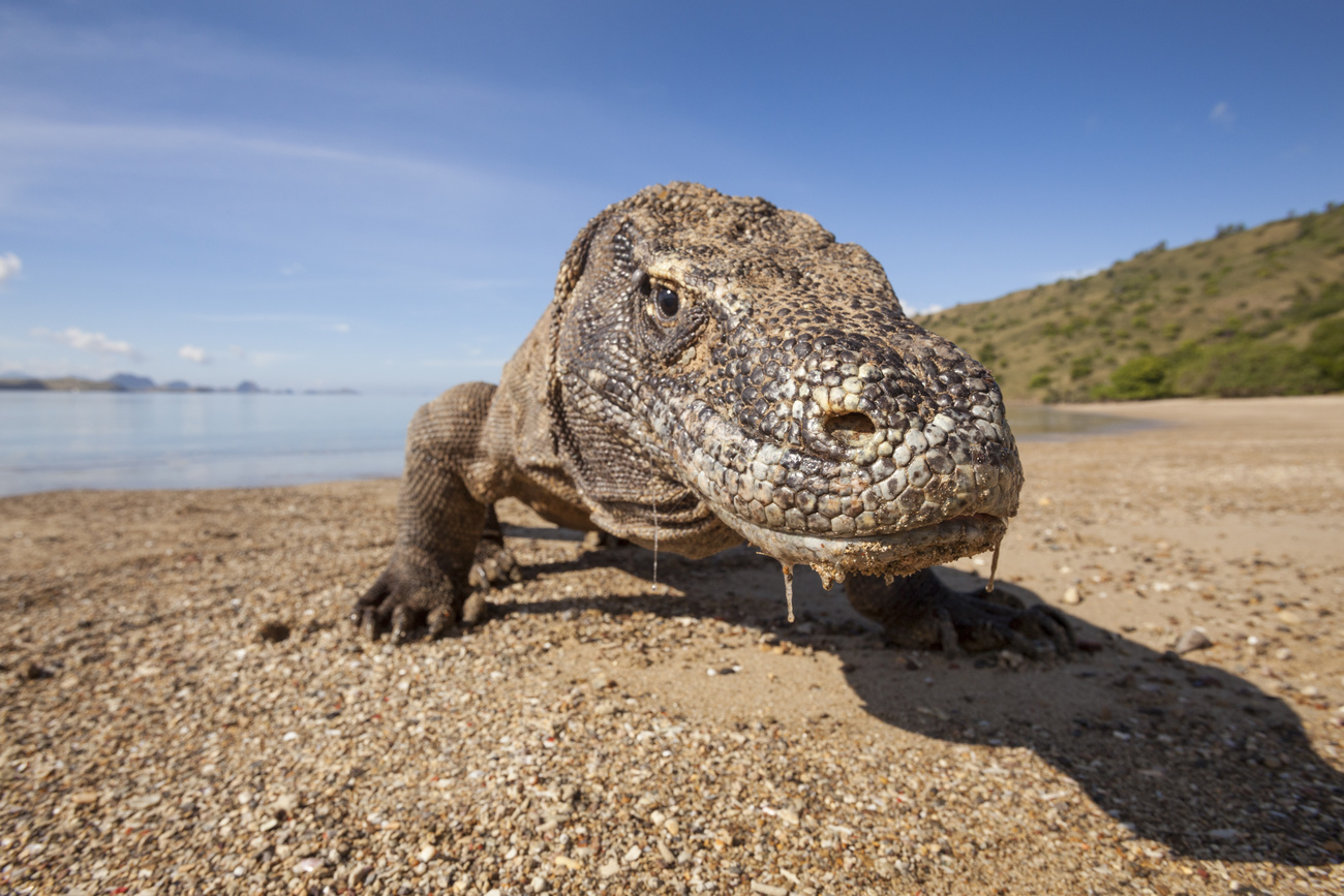 varano di komodo