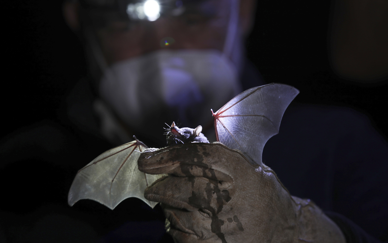 pipistrello in mano a ricercatore