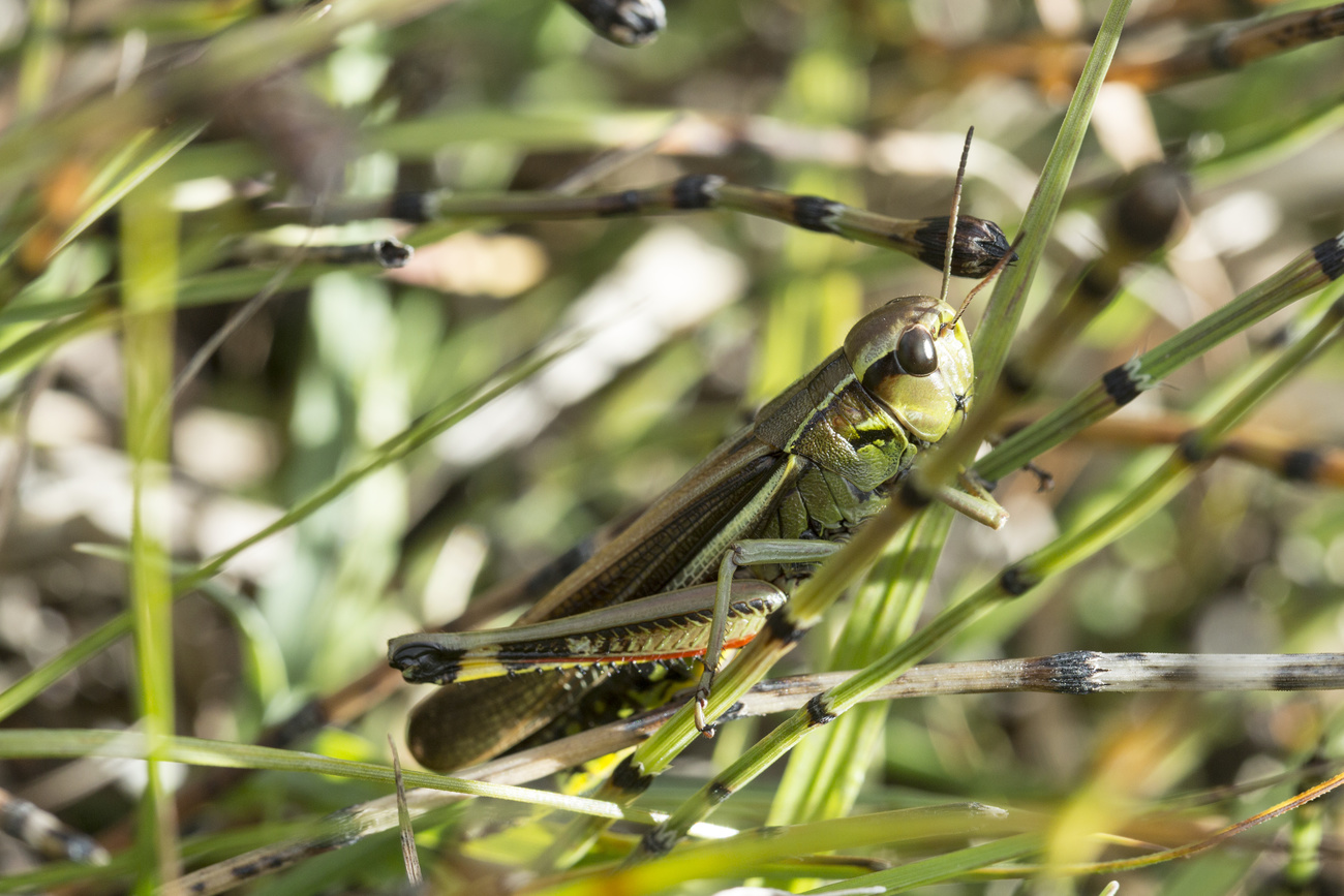 Una cavalletta