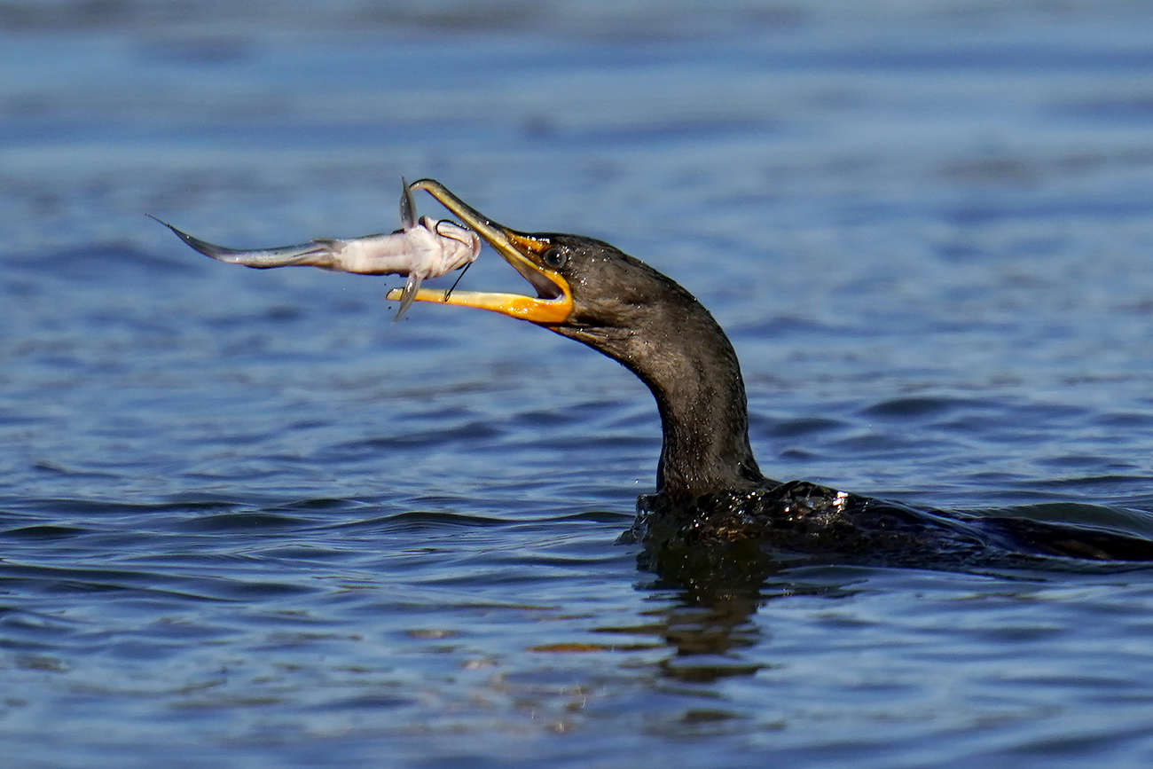 uccello mangia un pesce su uno specchio d acqua