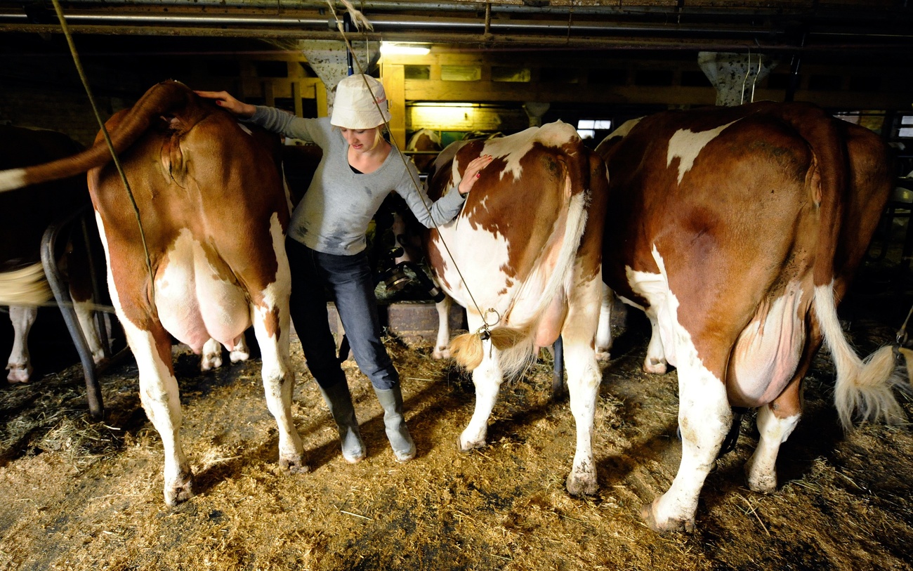 Una ragazza in una stalla in mezzo alle mucche.