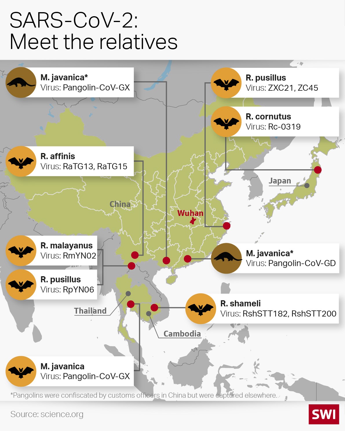 Map of SARS-CoV-2 relatives