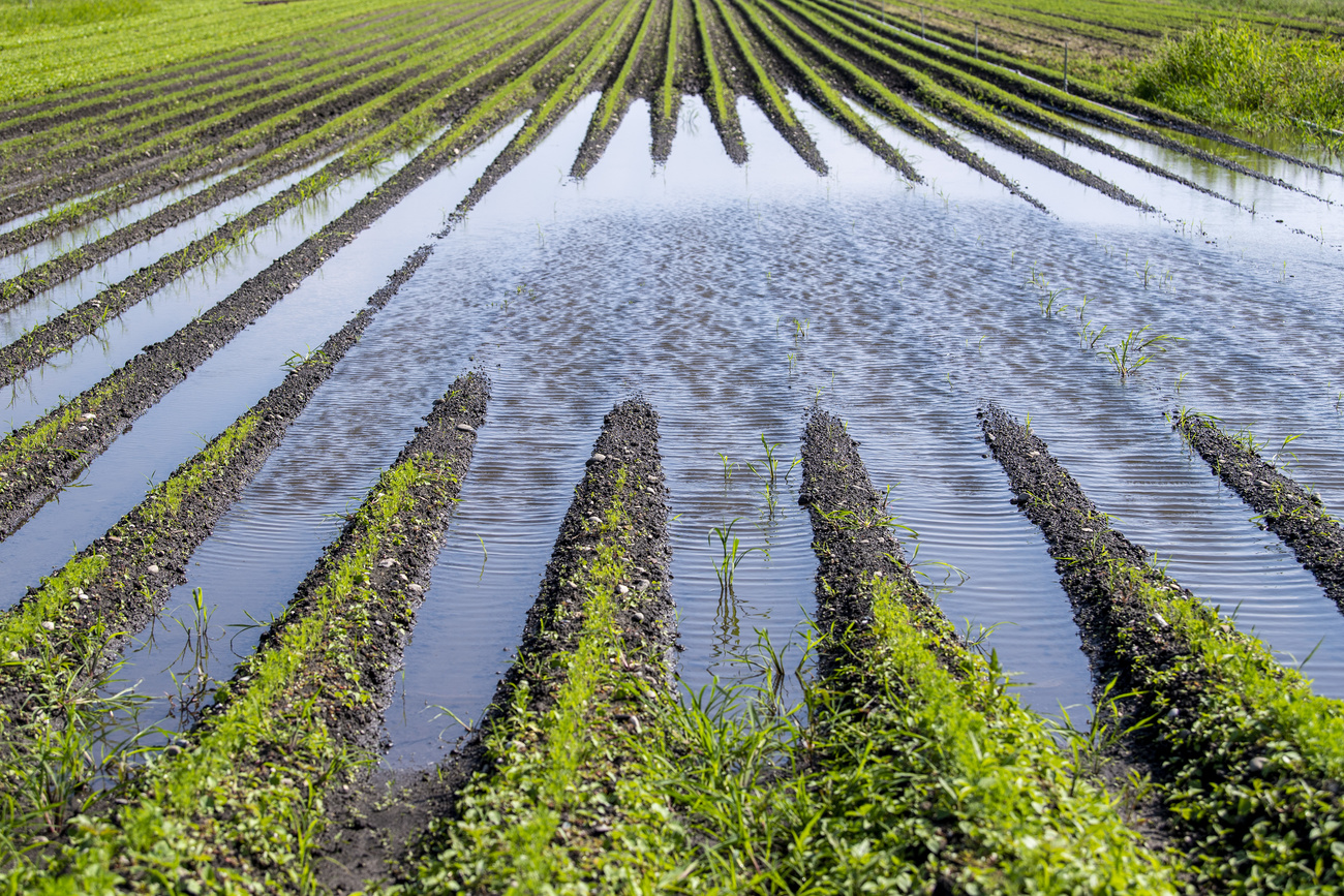 Waterlogged field in Switzerland