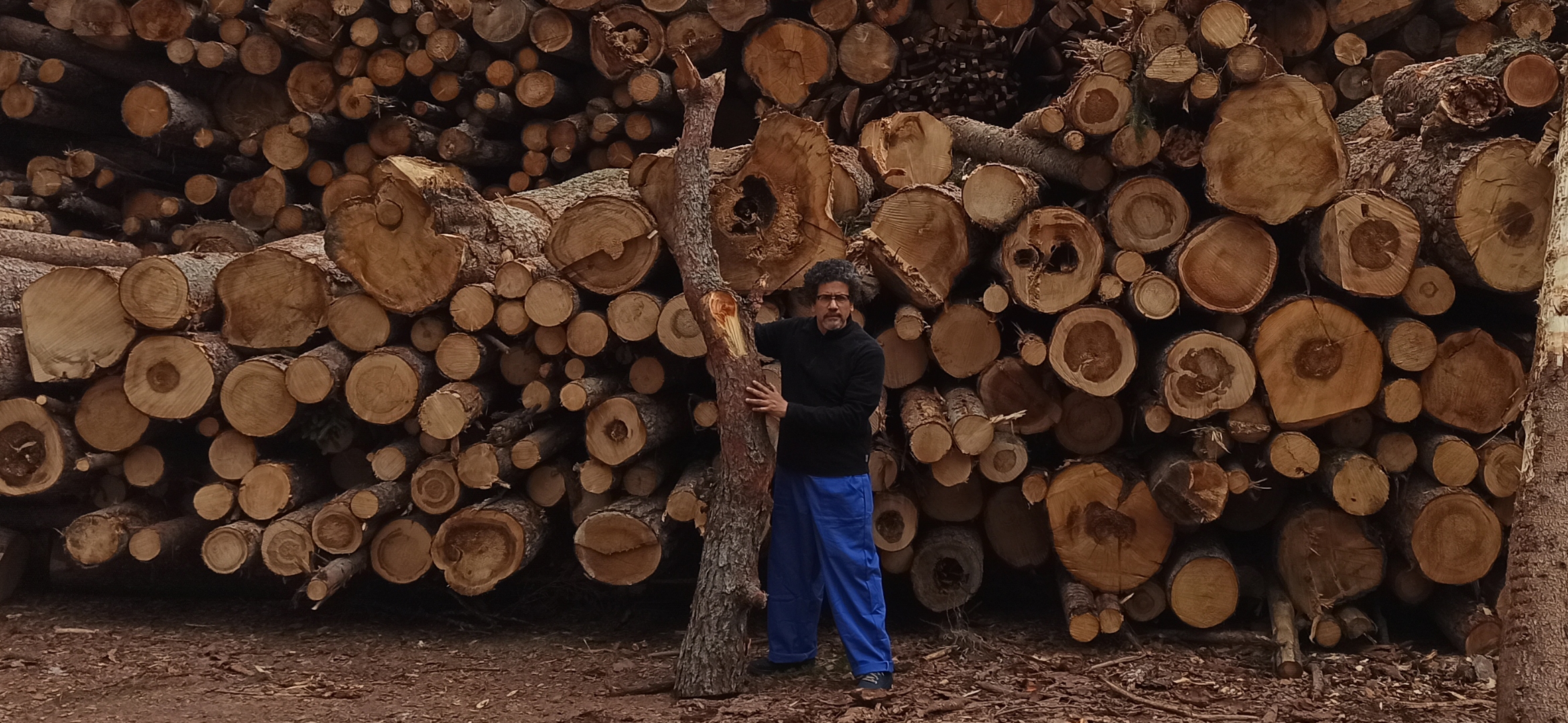 رجل يقف أمام عدد كبير من جذوع الأشجار المقطوعة