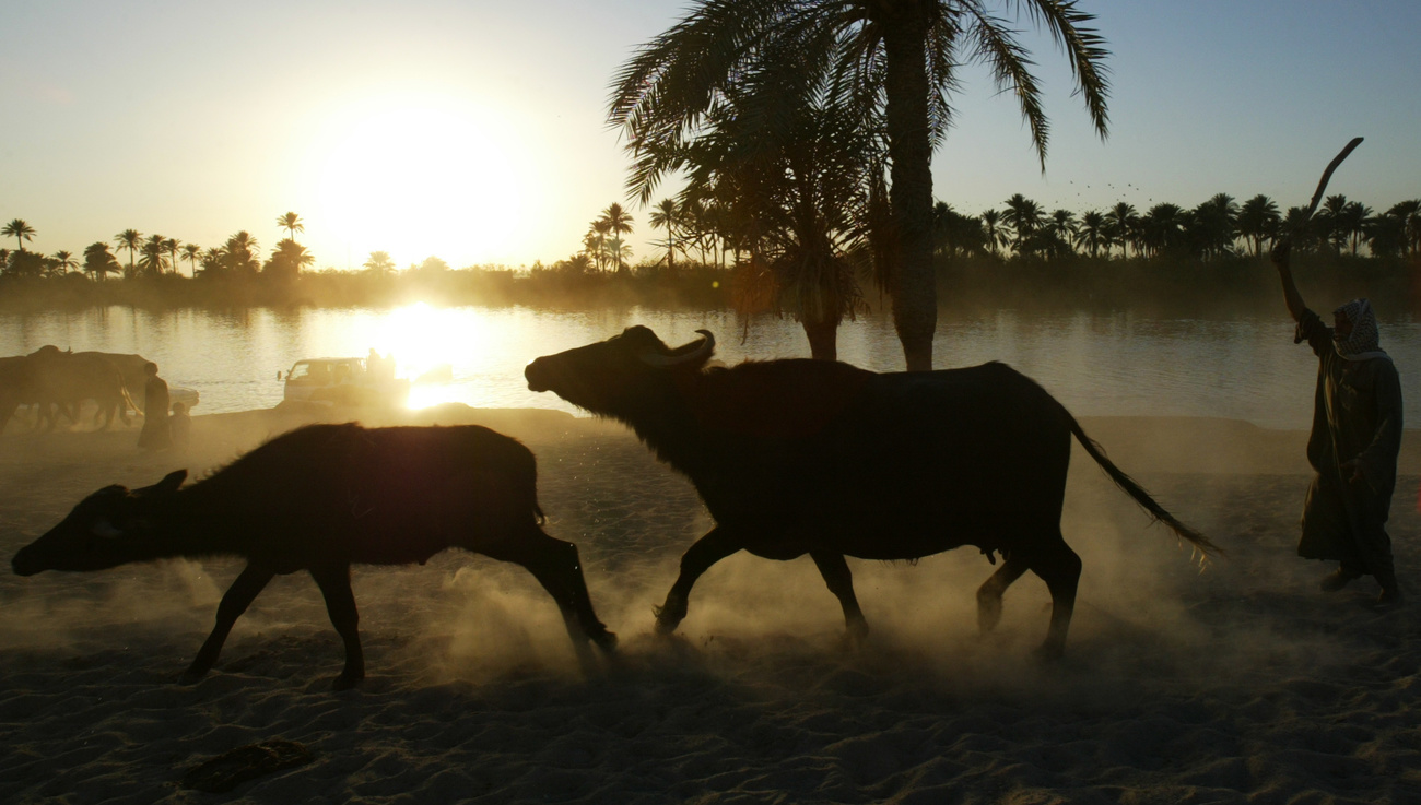 Bovini in riva all Eufrate al tramonto.