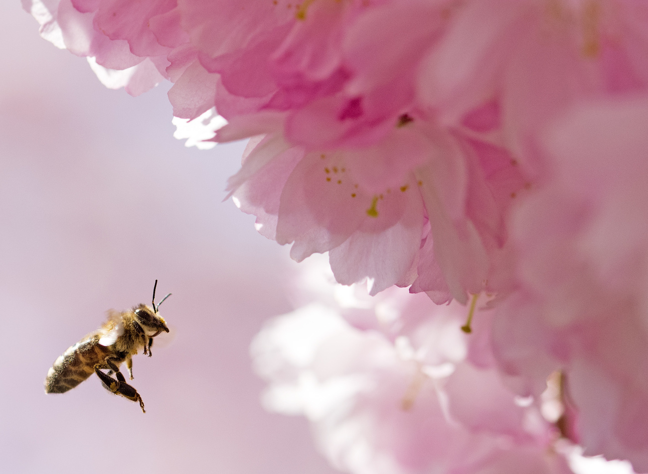 Bee near almond tree blossom