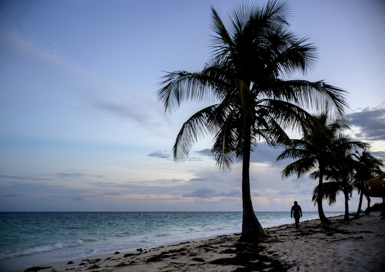 Palm fringed beach