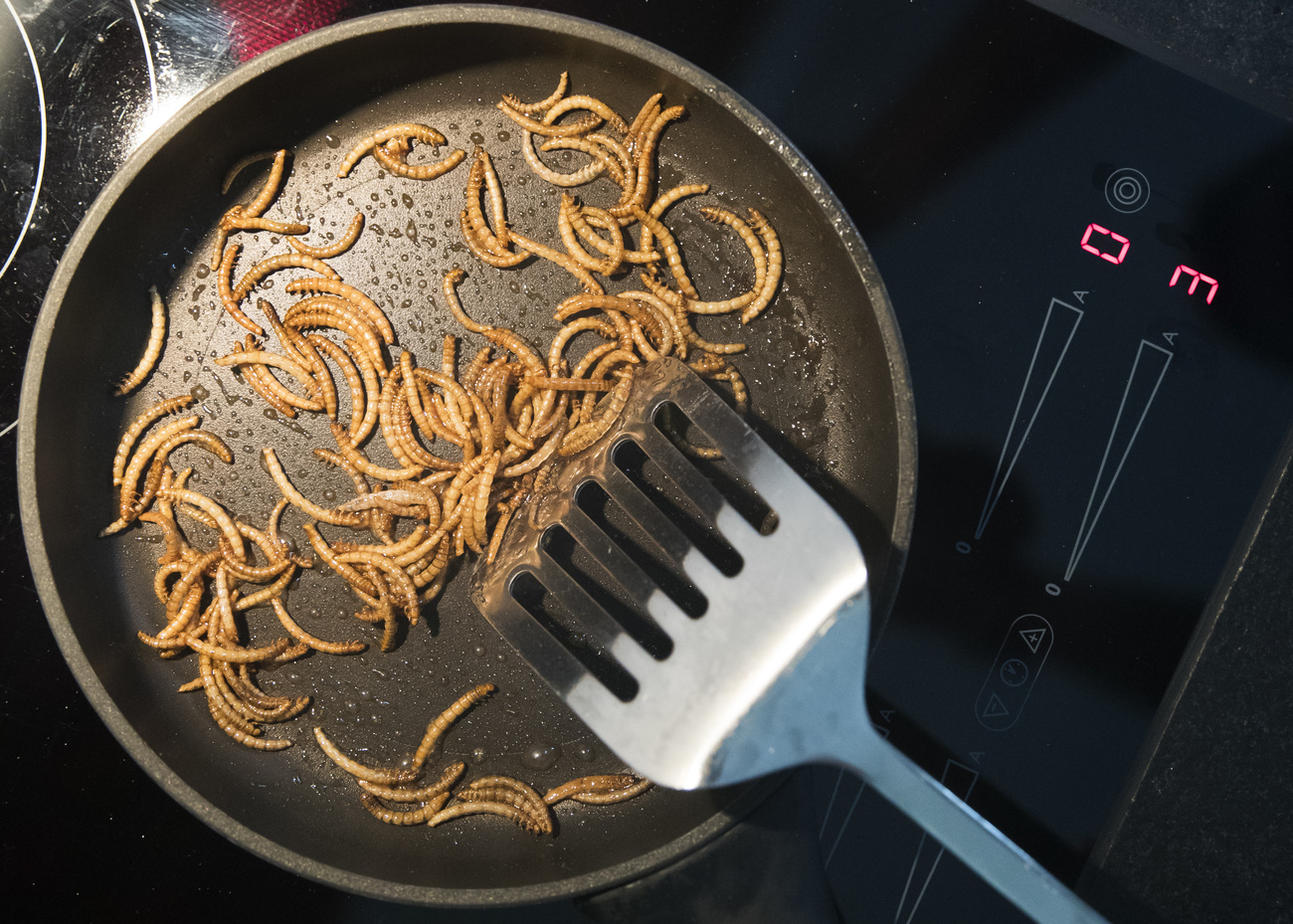 Vers de la farine dans une poêle