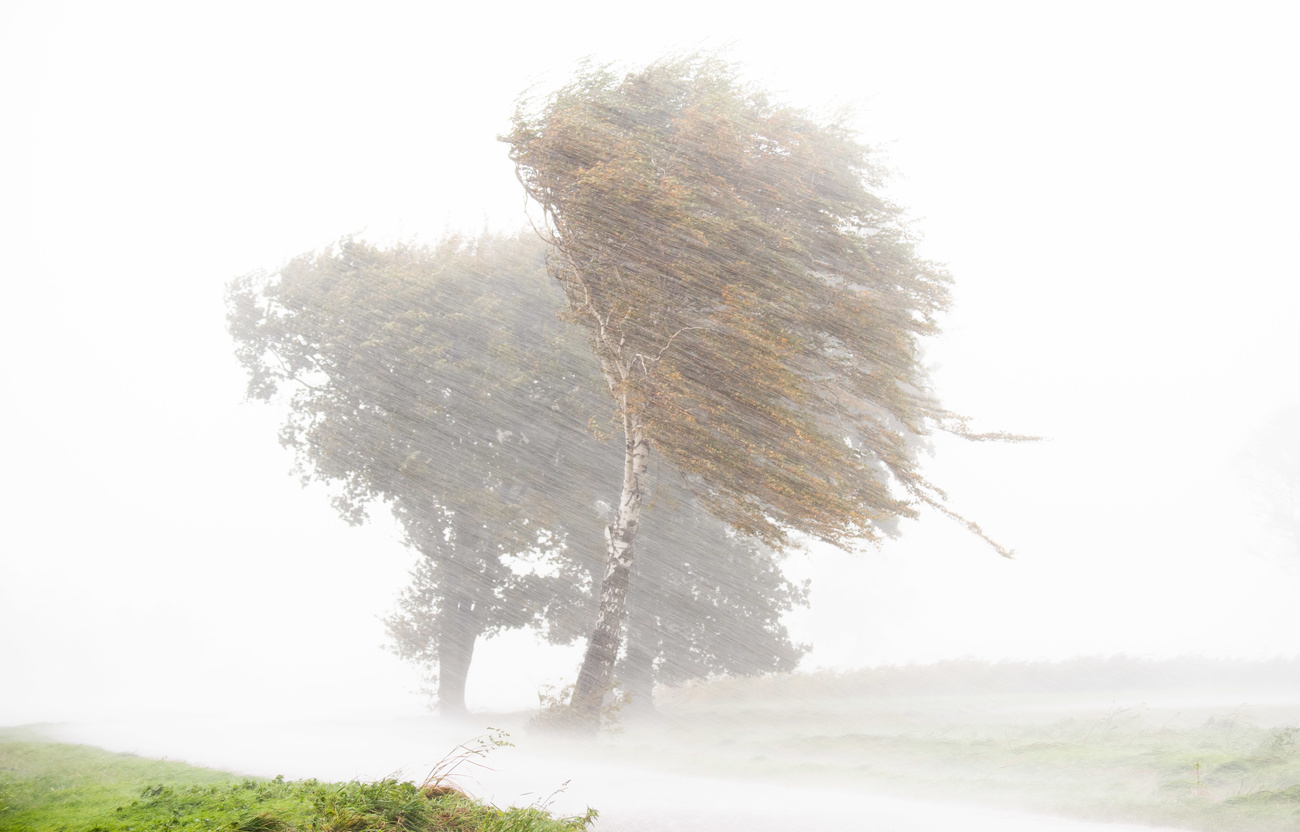 alberi mossi dal vento