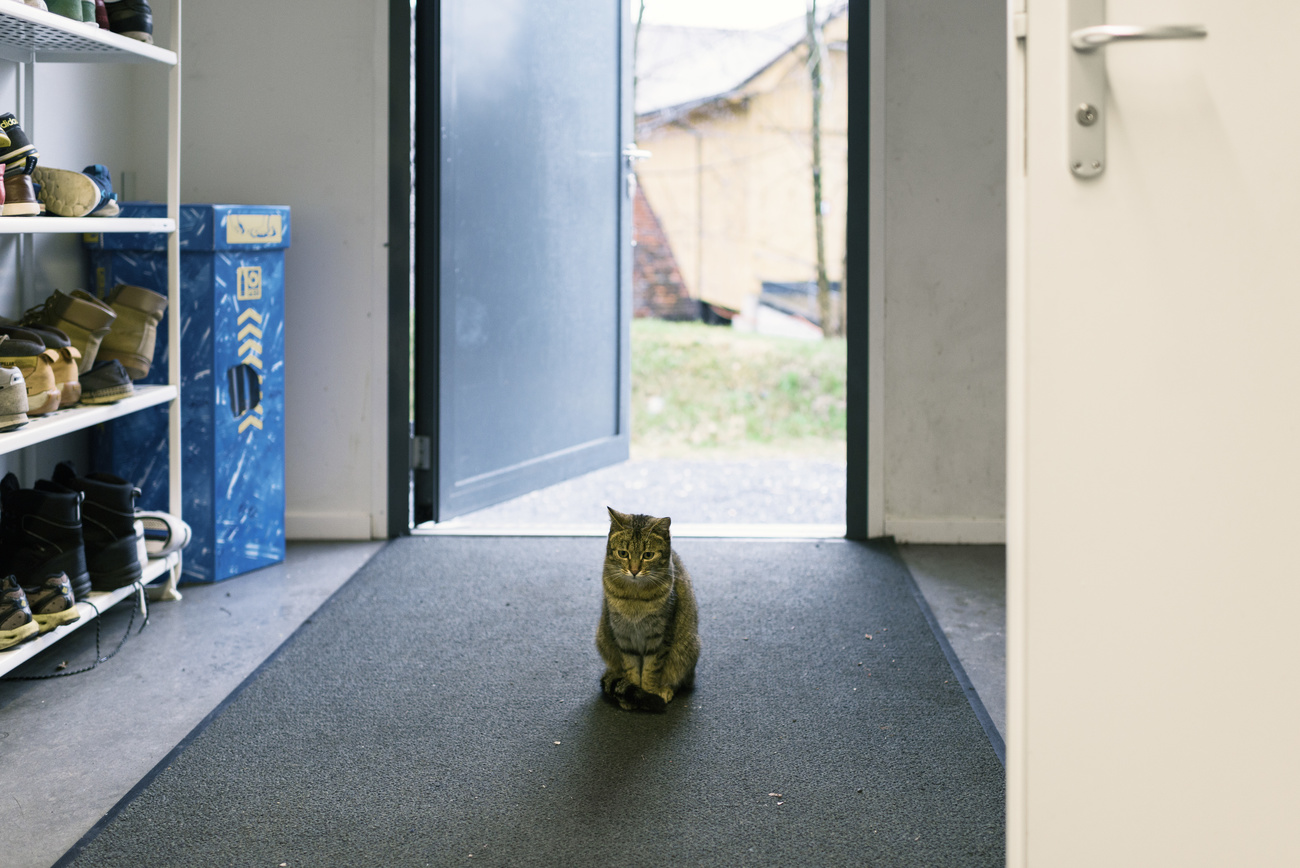 A cat in an asylum container