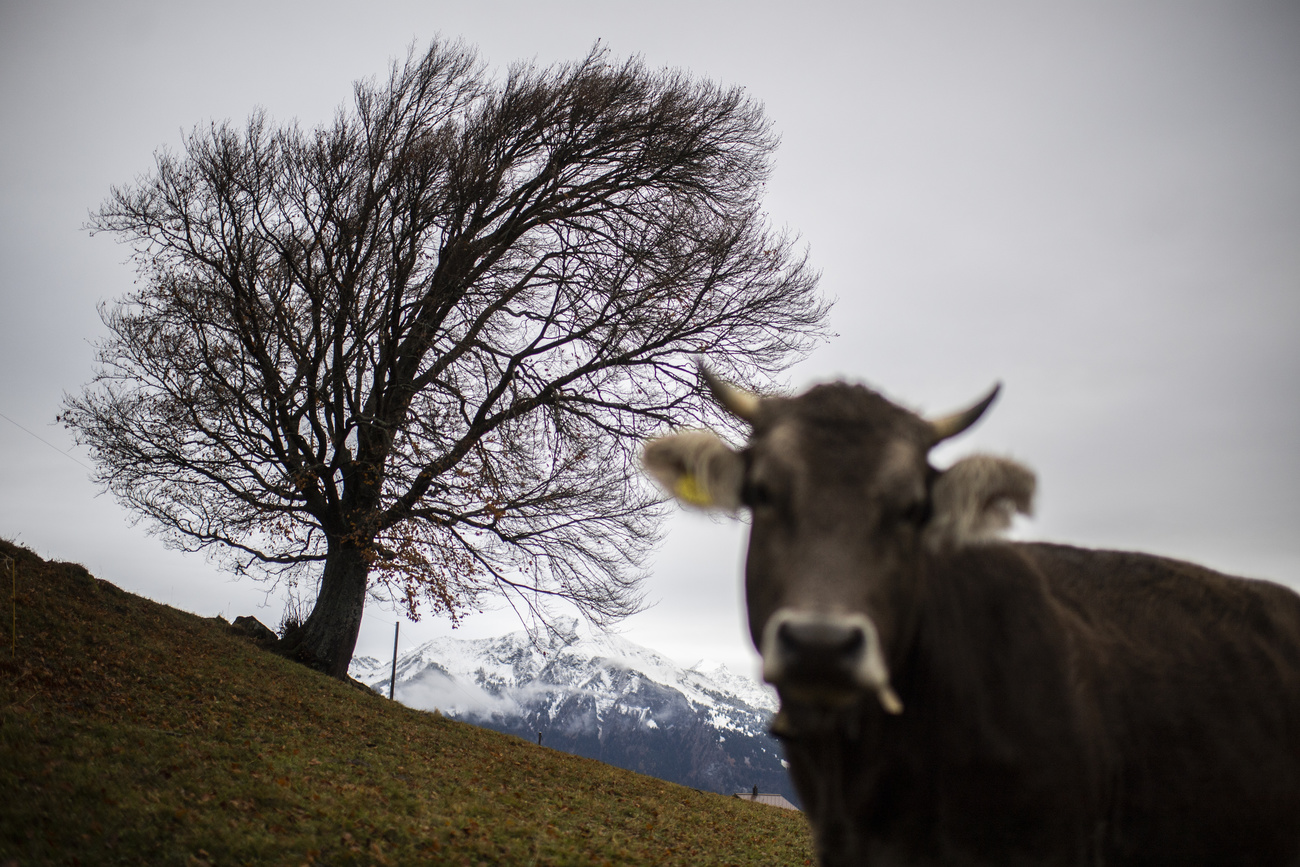 Kuh vor verschneiten Bergen