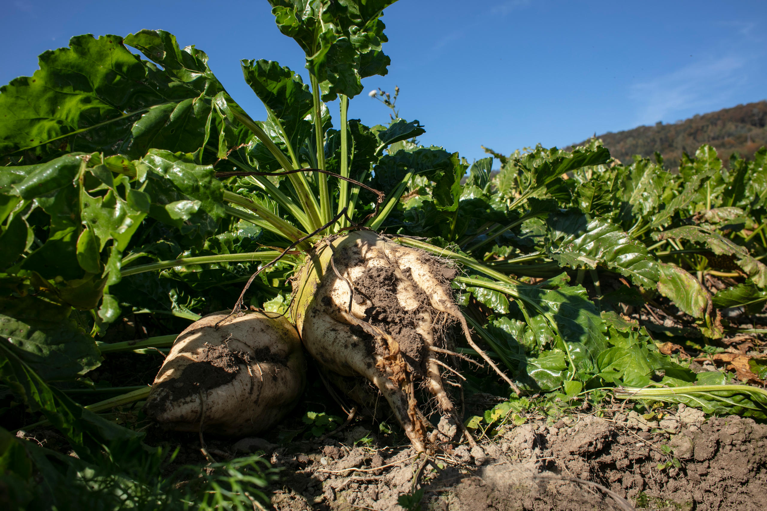 Plantação de beterraba