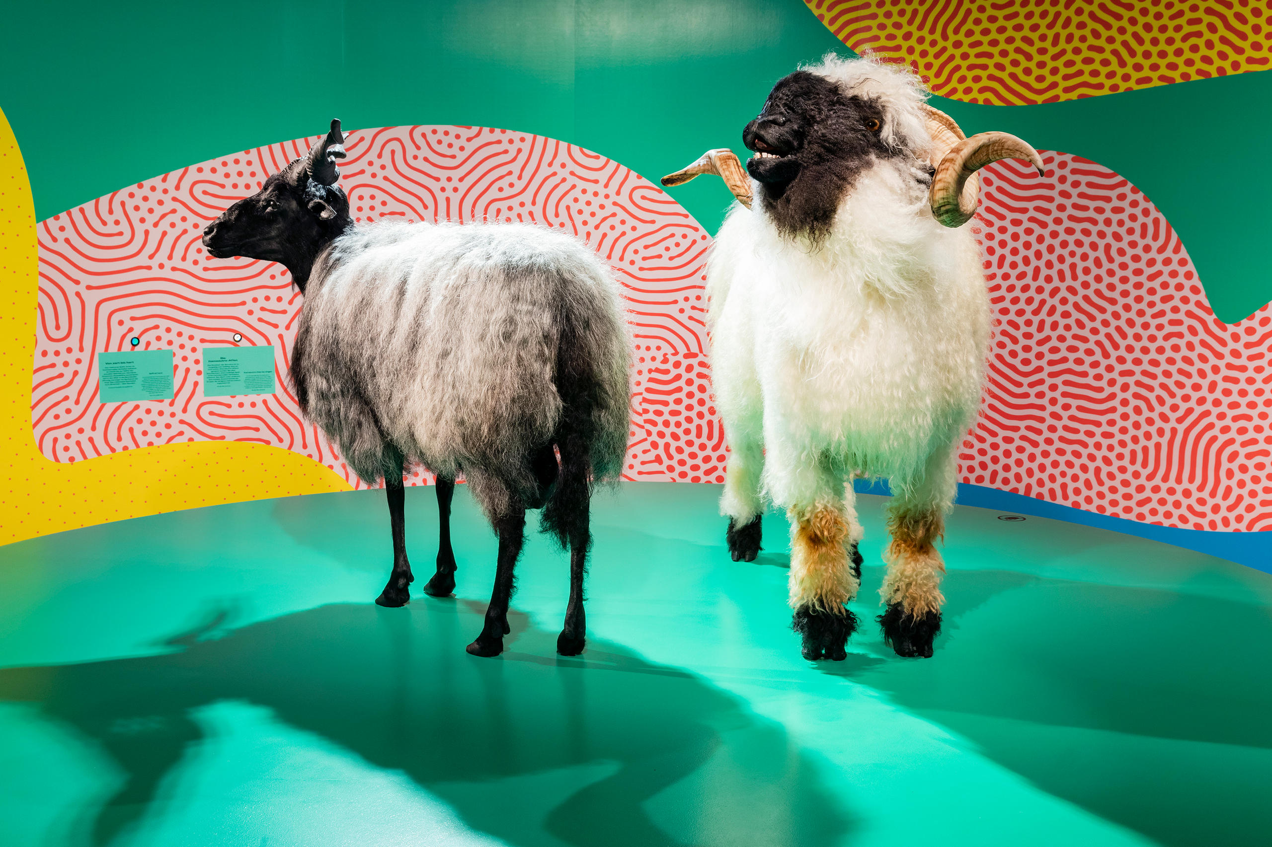 同性戀在雄性黑鼻羊中很普遍，黑鼻羊是瑞士西南部瓦萊州的一類物種。