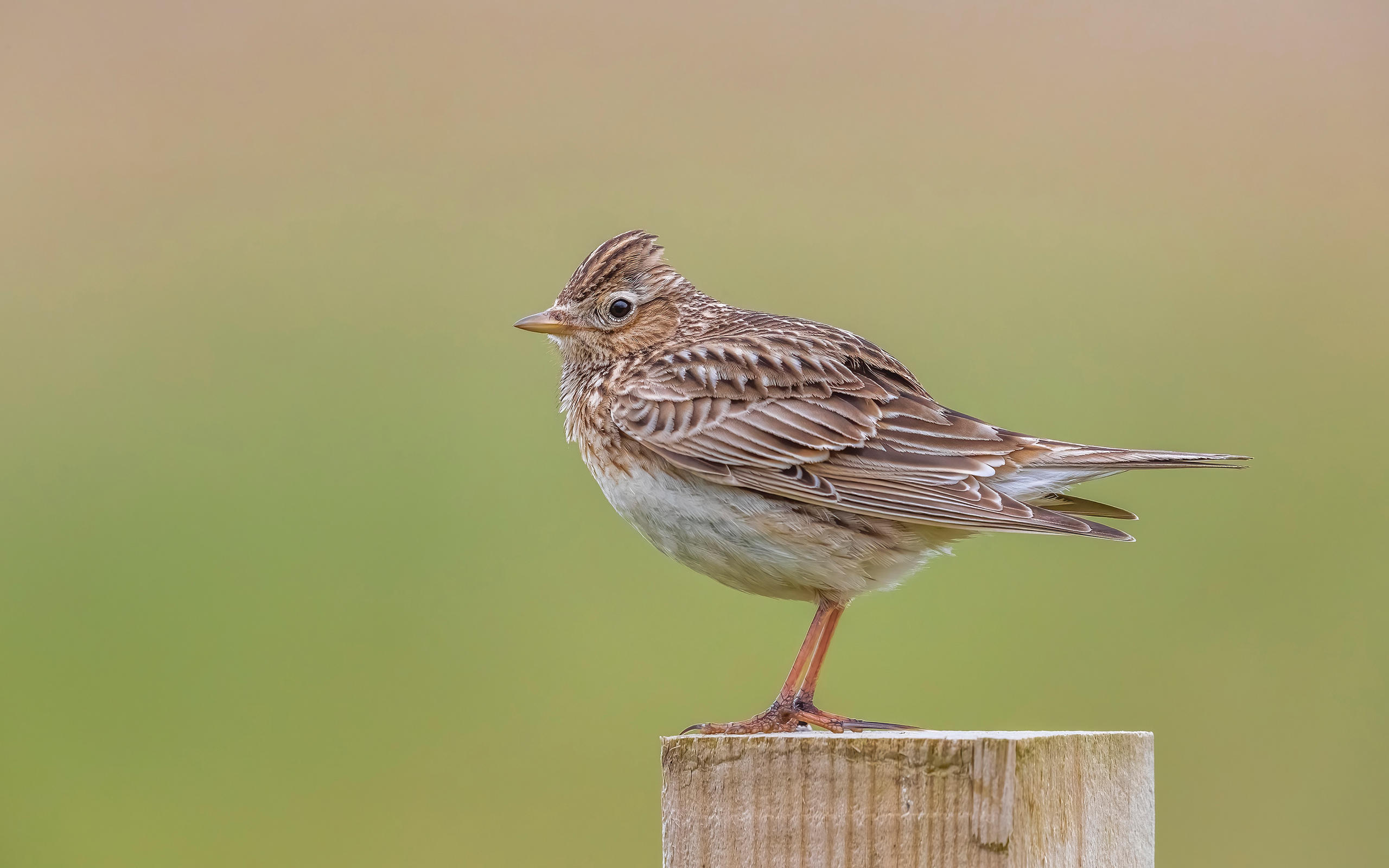 A skylark