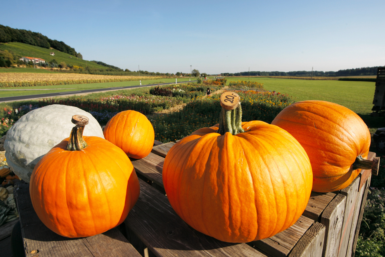 Le zucche sono di casa anche nella Confederazione.