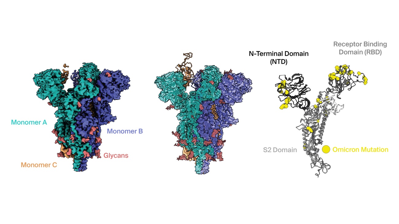 Structure of the spike protein of the Omicron variant