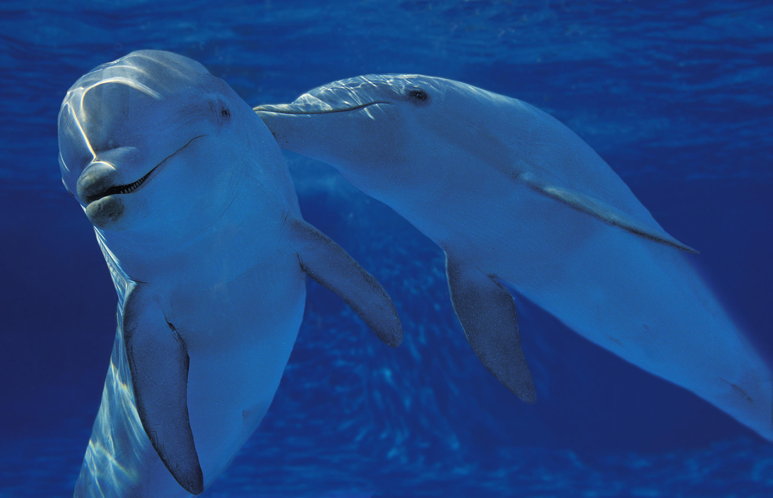 من بين الدلافين قارورية الأنف، هناك العديد من ثنائيي الجنس ويدخل البعض في علاقات مثلية تدوم طويلاً.