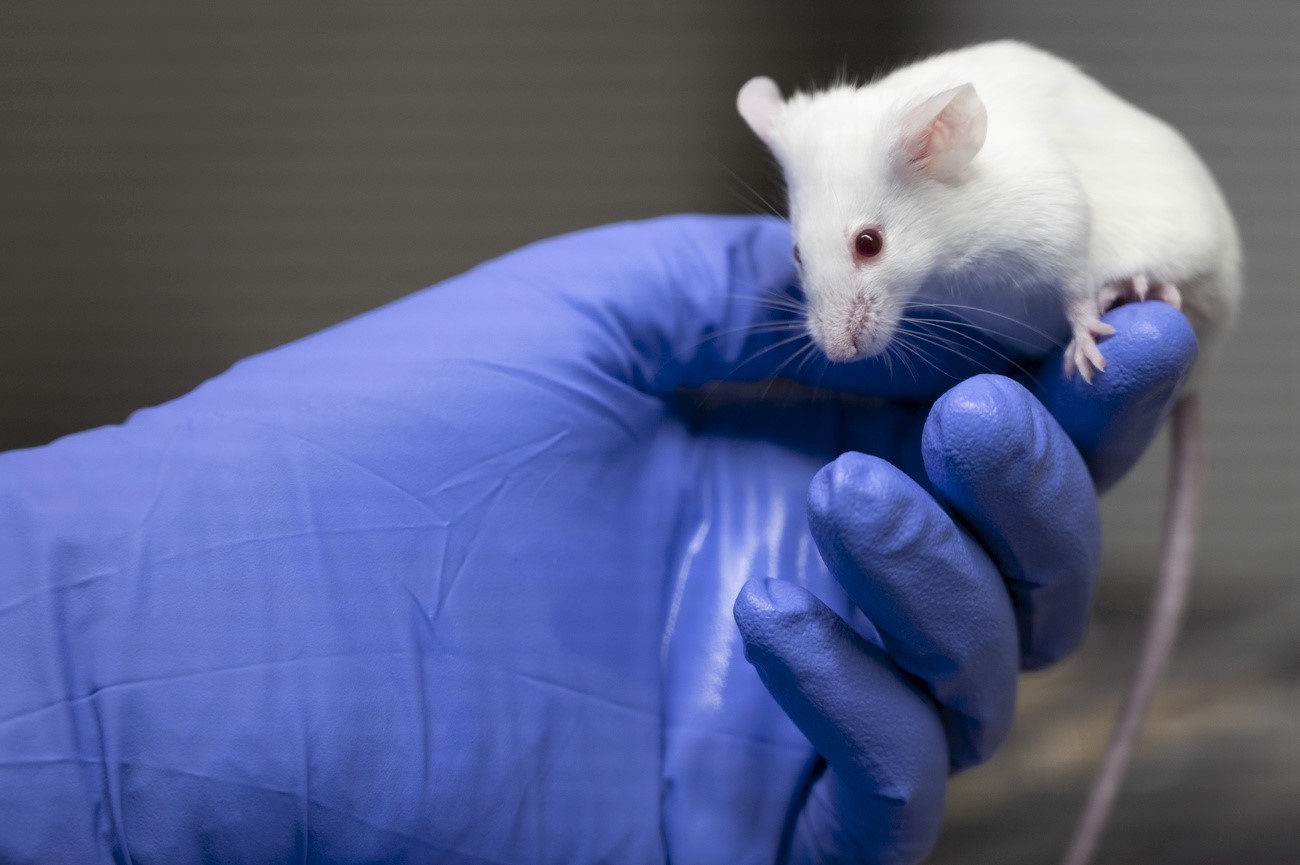 souris de laboratoire