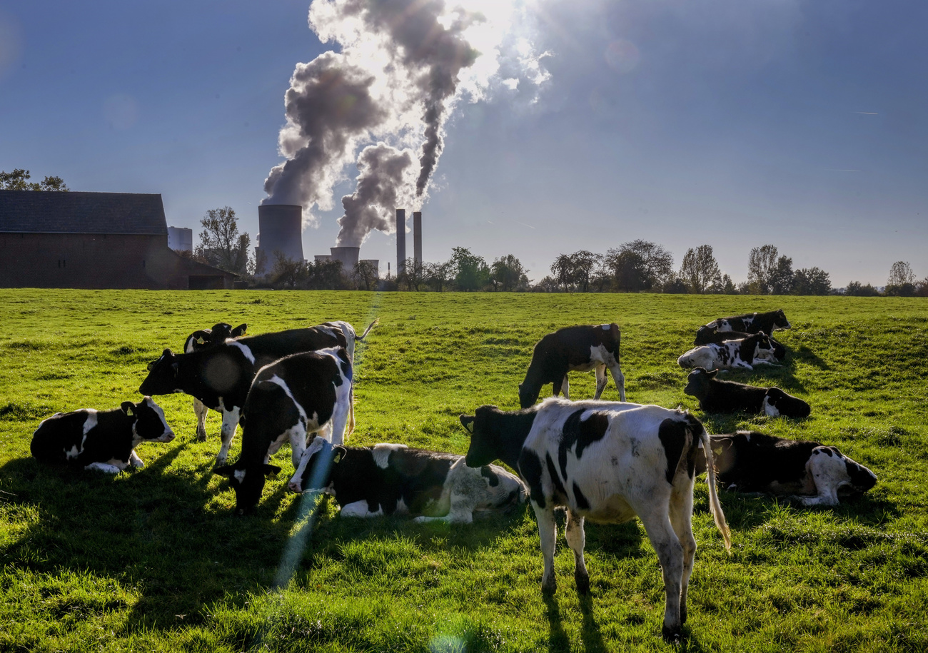 mucche davanti a industria