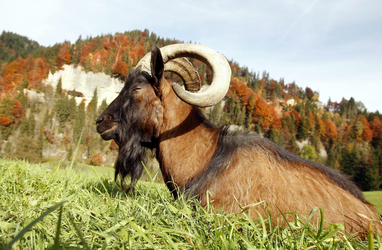 mountain goat with big horns