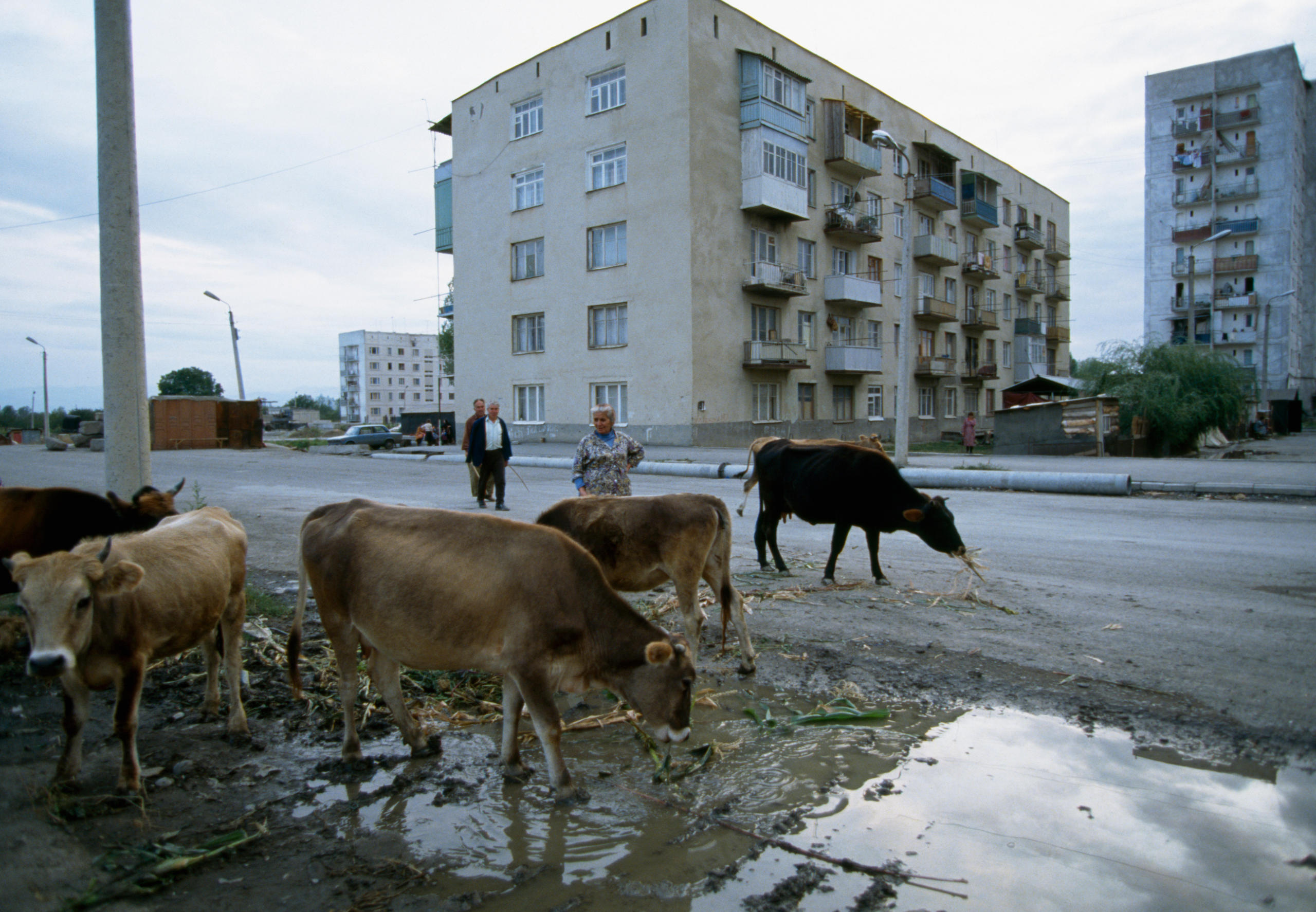 Vacas en la calle de una ciudad