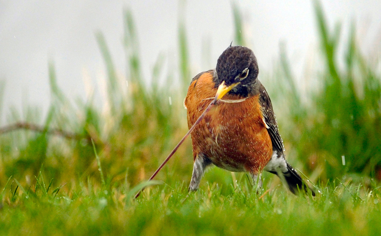 A robin pulling a worm out of the ground