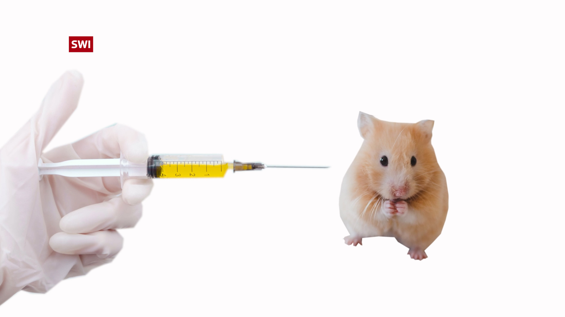 mouse being injected